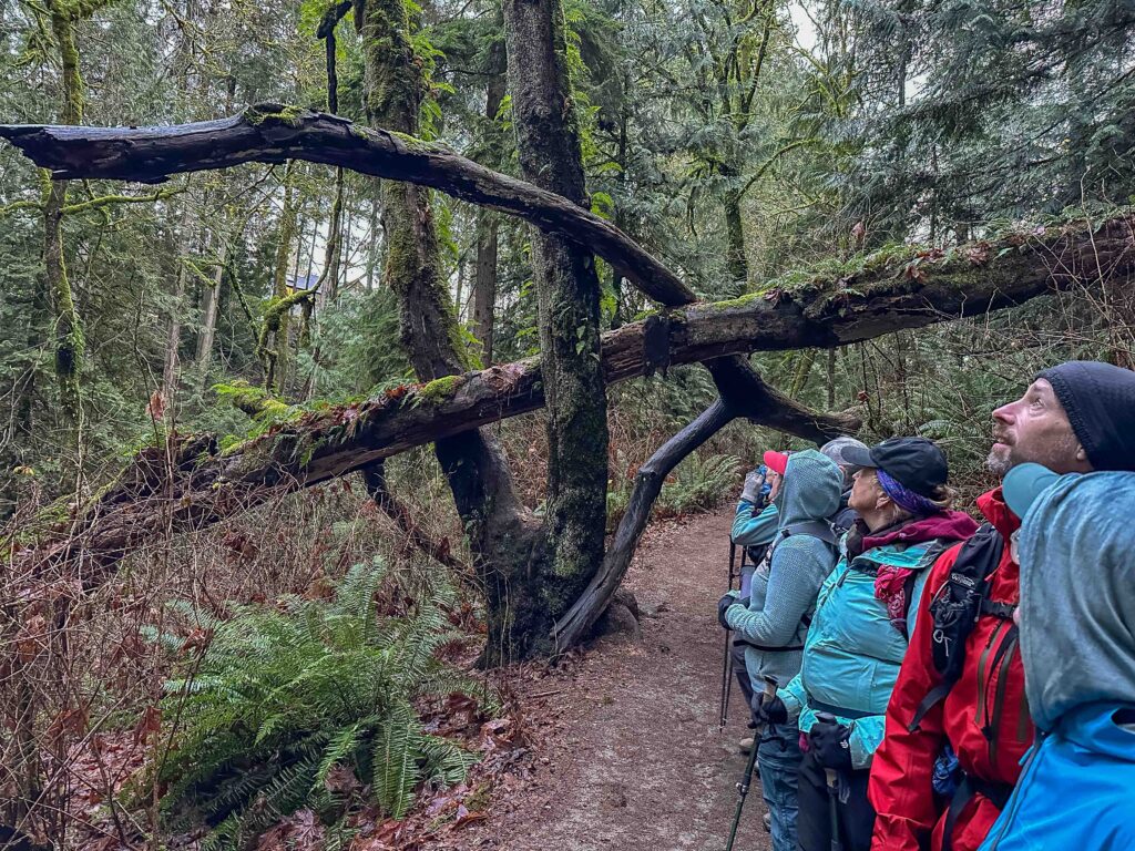 Pausing to look for and listen to the deep resonant Pileated Woodpecker on the North trail in St. Edward State Park.