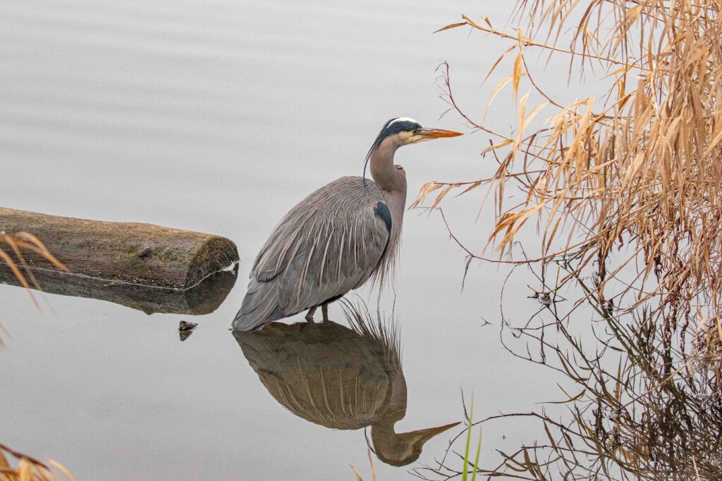 A Great Blue Heron fishes at Union Bay's Yessler Swamp, east side of the Horticulture Center, January 22.