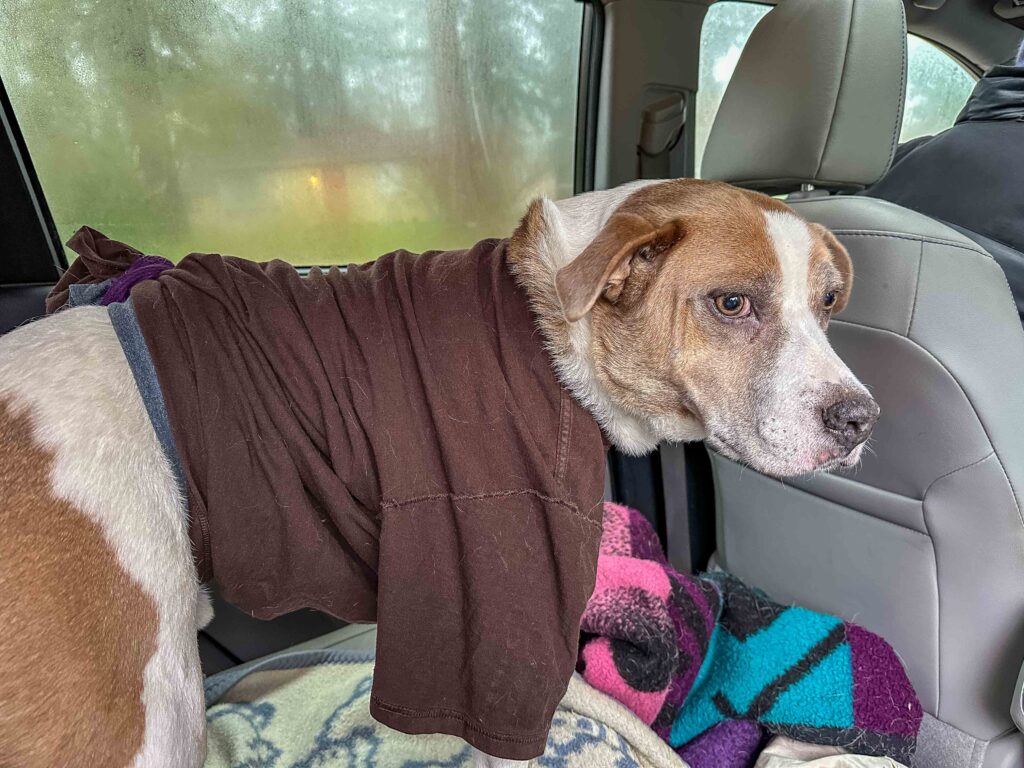 My sweet little man Ajax, sedated and t-shirted to prevent him from popping open sutures and losing staples after removal of a burst cyst right before Christmas.