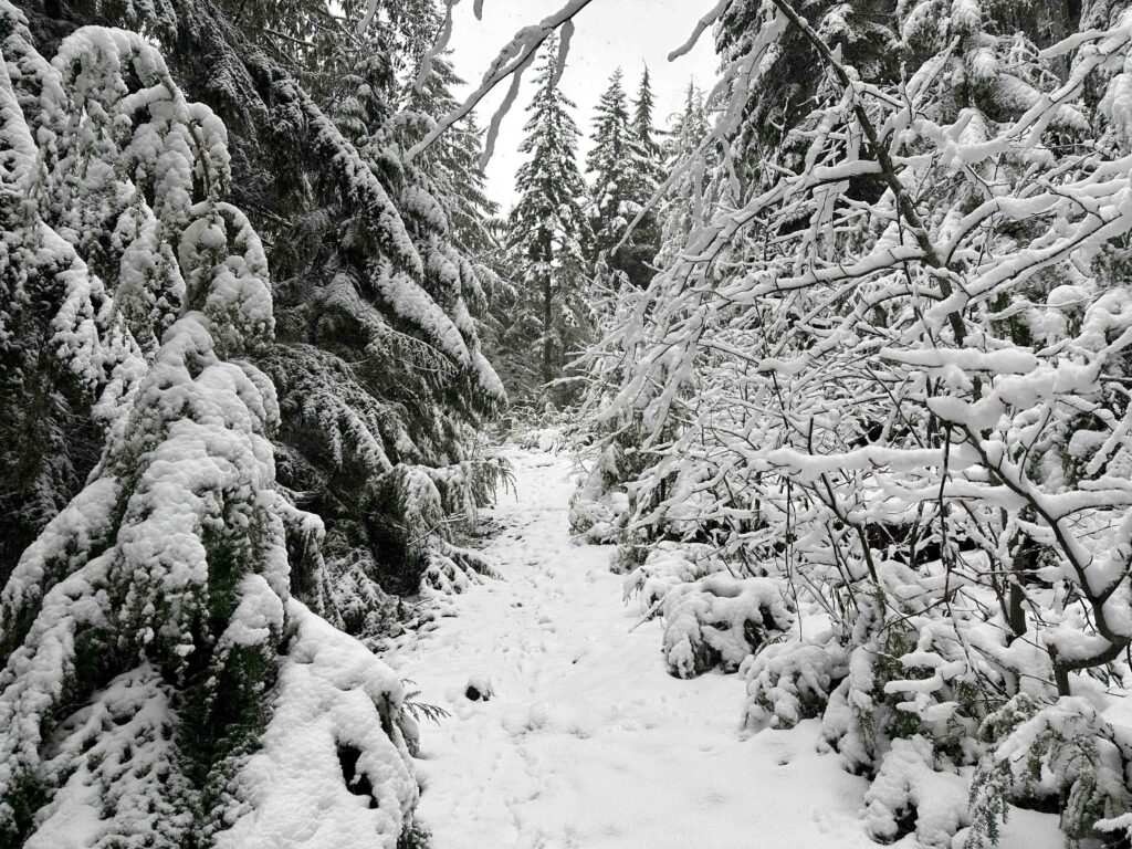 Winter Wonderland on Teneriffe Trail headed up to Mt. Si as a lollipop loop, January 6, 2026.