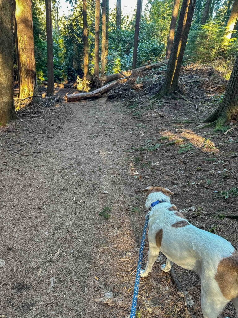 Checking out the downed tree damages in Hamlin Park on a 4.5 mile ramble - still in winter sunshine - on January 24. He trusts me to keep him safe.