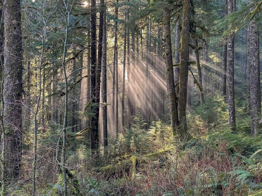 We enjoyed the blissful kiss of sunlight as we made our way past 40+ blowdowns along the Middle Fork.