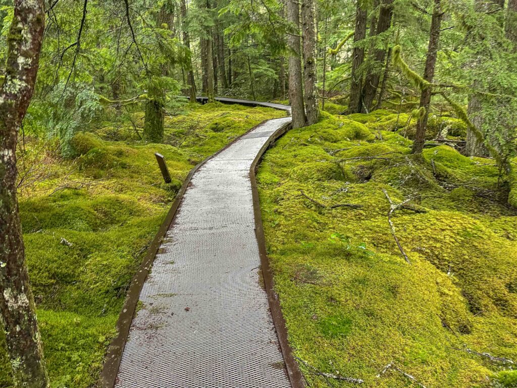 Beautiful peat bog at Shadow Lake Nature Preserve where I did a Stewardship a week ago.