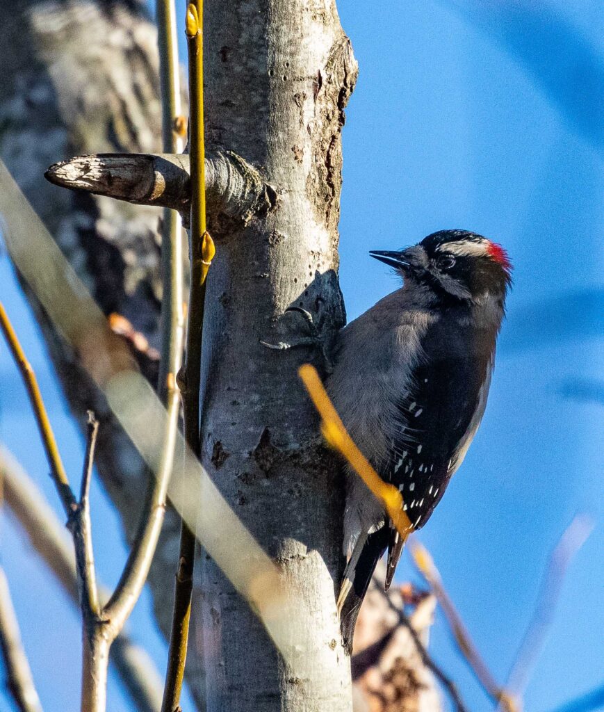 A downy woodpecker hunts for breakfast at Juanita Bay Park.