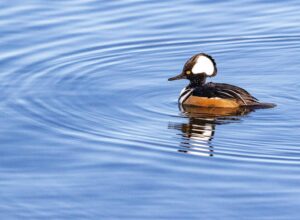 Read more about the article Belonging without Shrinking