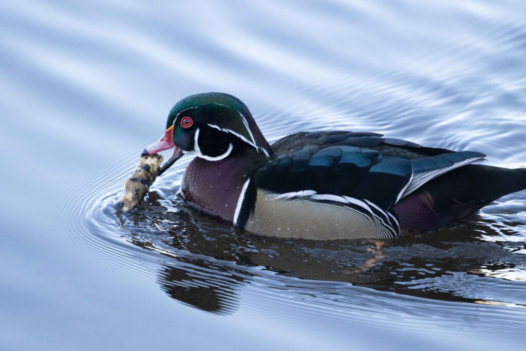 Male wood duck having some breakfast. My totem animal, I use the phrase "wood-duck light" in my mantra as a reminder to "go with the flow."