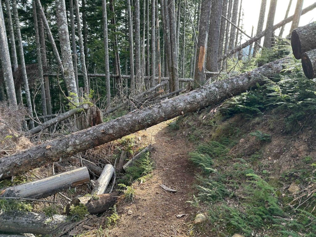 Windblown trees can feel like roadblocks, but they also provide opportunities for growth and learning, much like effective feedback.