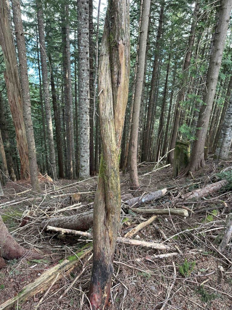 This intertwined trunk spoke to me, a symbol of how from one root (the Mountaineers) I've evolved into a strong trip leader and group facilitator.