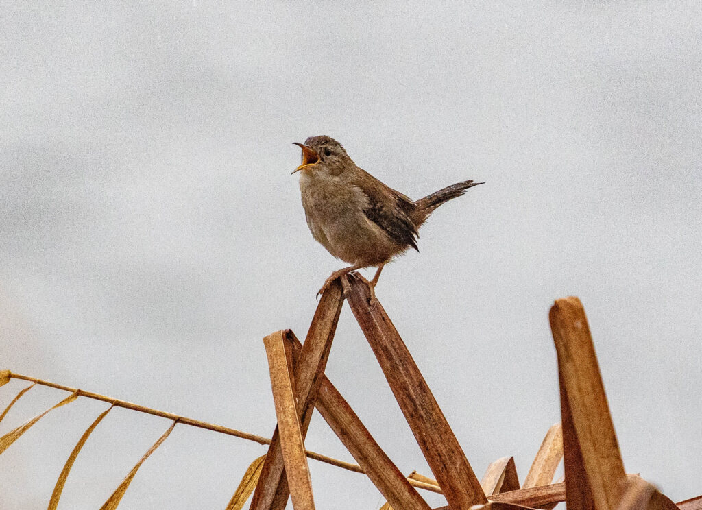 Serenading marsh wren at Union Bay / Montlake Fill on UW Campus.