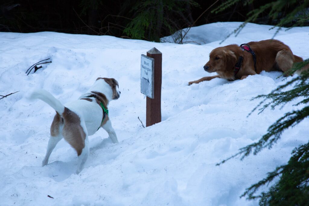 May 5 at the turnstile on Mt. Washington with Ajax. Cinco de Mayo was the day trails re-opened and I was first to the summit.
