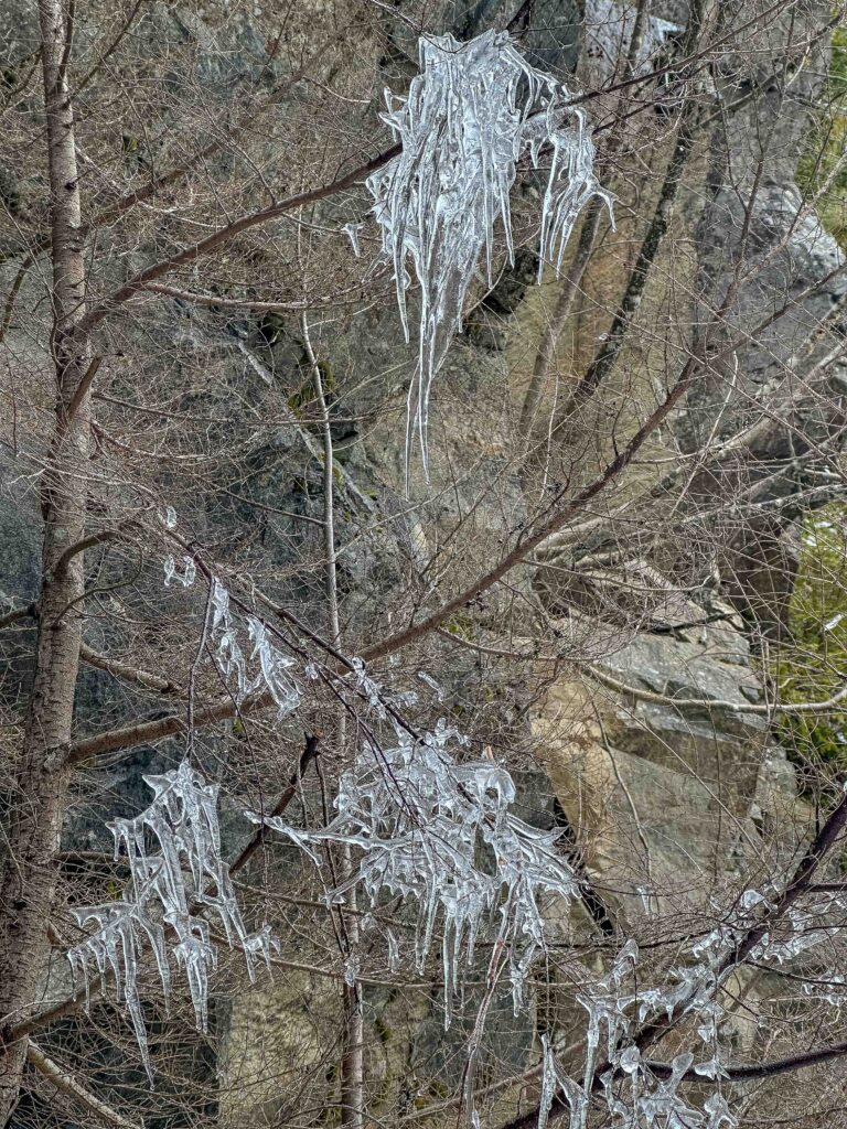 Beauty of snowmelt on a tree beneath icicles on the Great Wall of Mt. Washington.