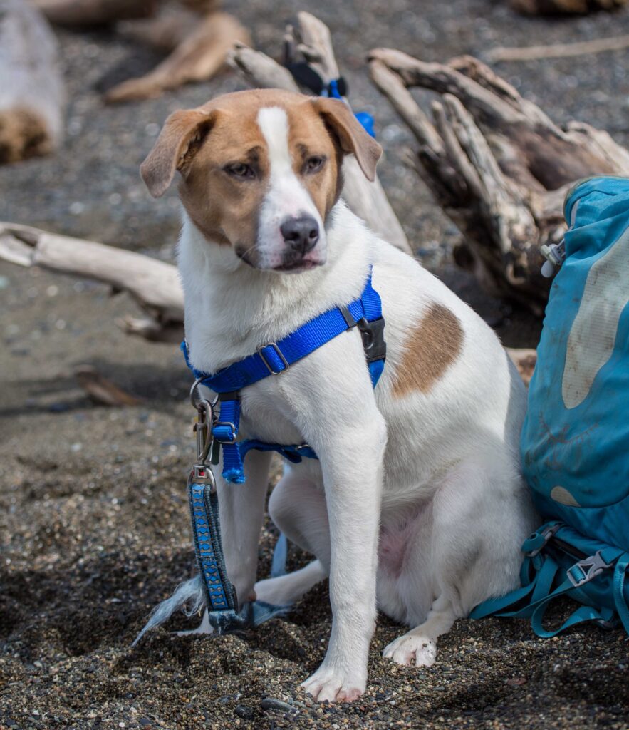 Ajax at 11 months. His first trip to the tulips and beach, April 2016.