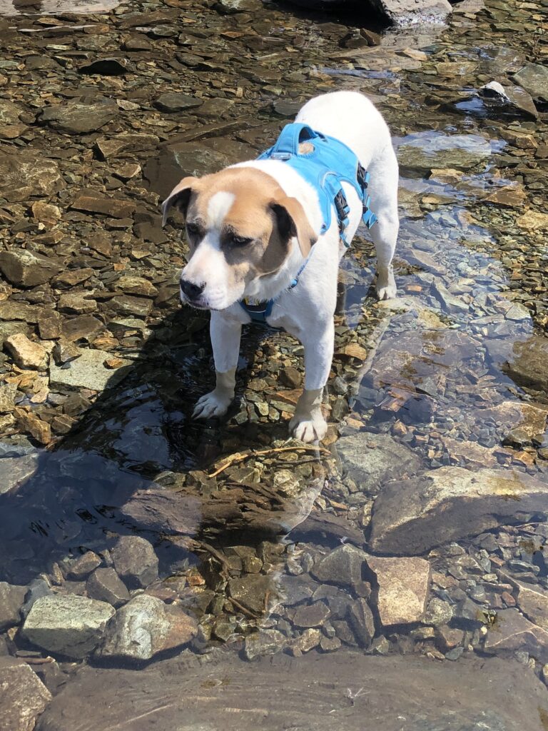 Ajax enjoying wading in refreshing Snow Lake summer 2023