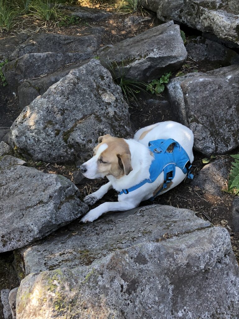 Ajax at Granite Lakes, summer 2024 before he hurt his paw. He has been THE. BEST trail dog ever.