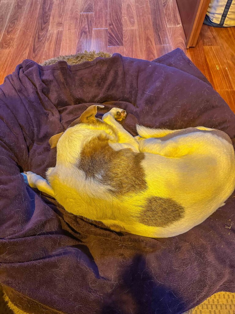 That right front leg definitely has something going on with it as he protects it even in sleep. But what?