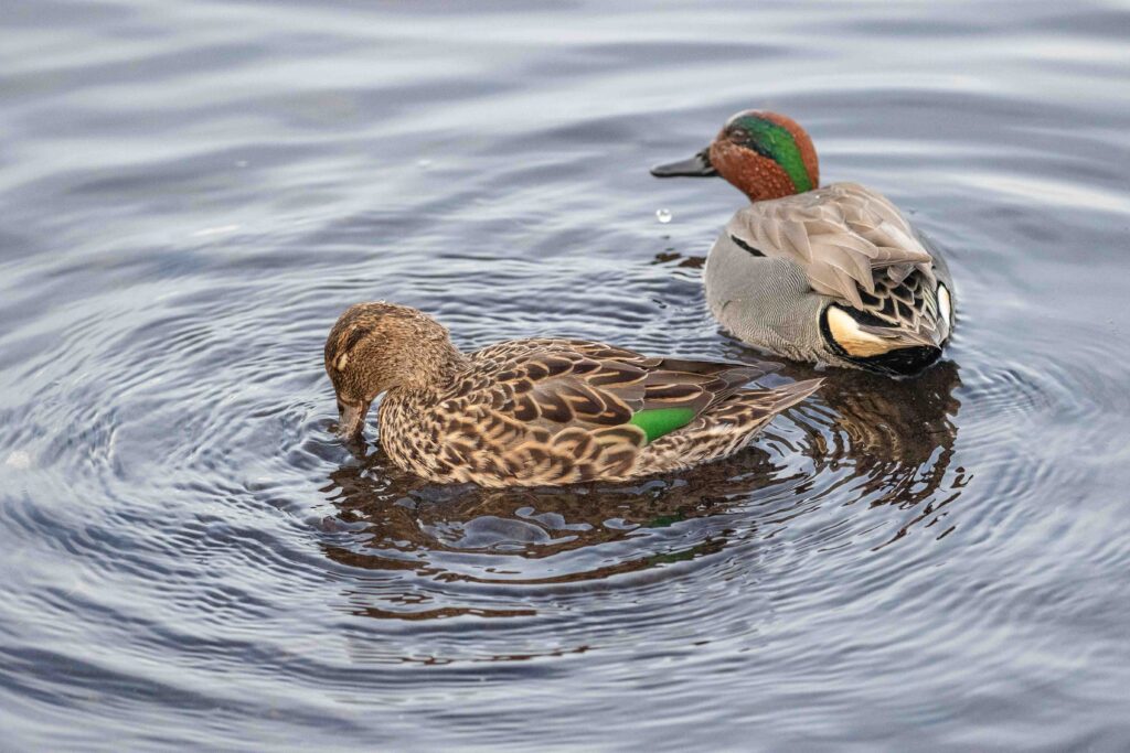 A beautiful pair of green-winged teals at Juanita Bay on a recent birding trip March 31.