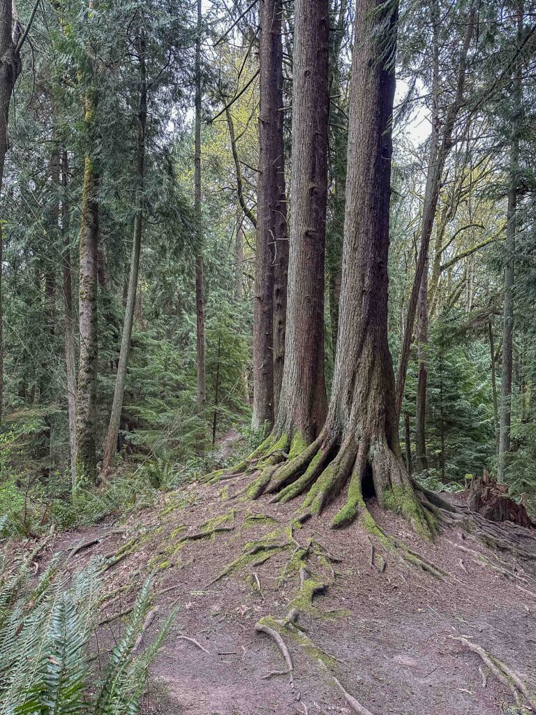 Nature heals. A trio of moss-covered trees on South Ridge at Saint Edward State Park. Ajax couldn't join this time.
