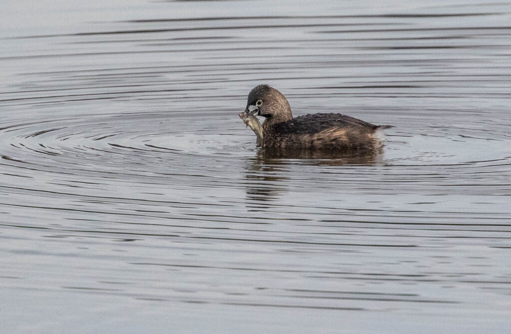 A pied-billed grebe catching breakfast.