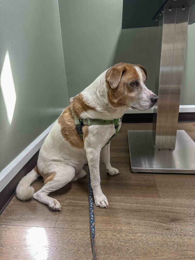Waiting at the vet to find out Ajax's future.