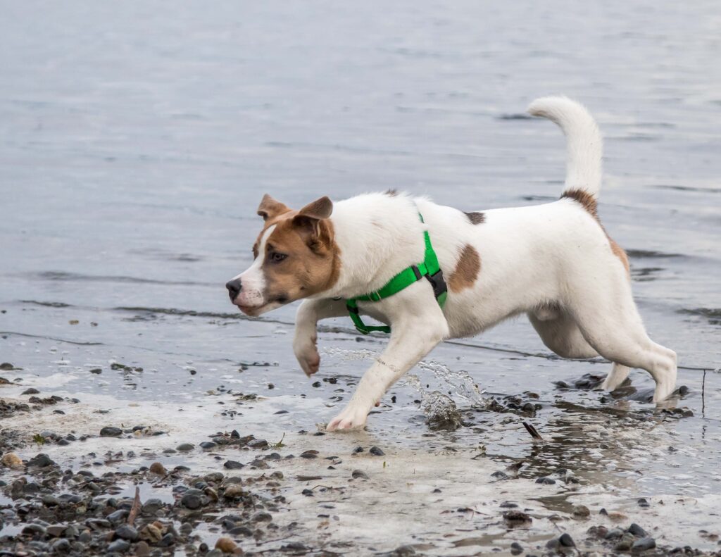 Ajax at 6 months old, "pointing" with that right paw flexed (the one that is neurologically impaired). Lake Washington, Magnuson dog park.