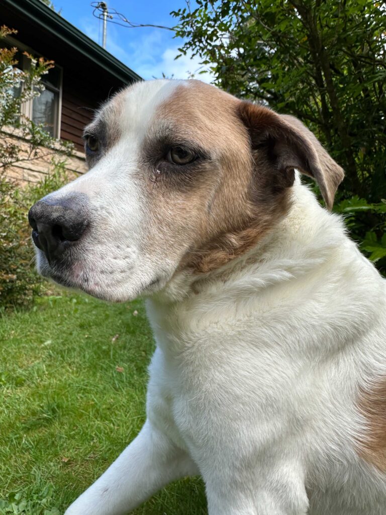 Rainbow Bridge Day. We could see he'd had enough. As hard as it was to say good-bye, it was time to take on his pain ourselves.