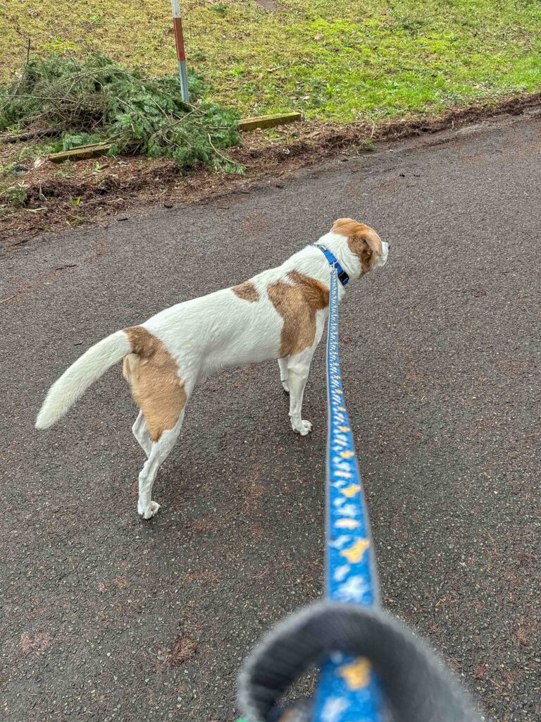 I'm haunted by this image of him in his blue collar and leash, out in front or beside me, or, if we're utterly by myself, the freedom of letting him off leash.