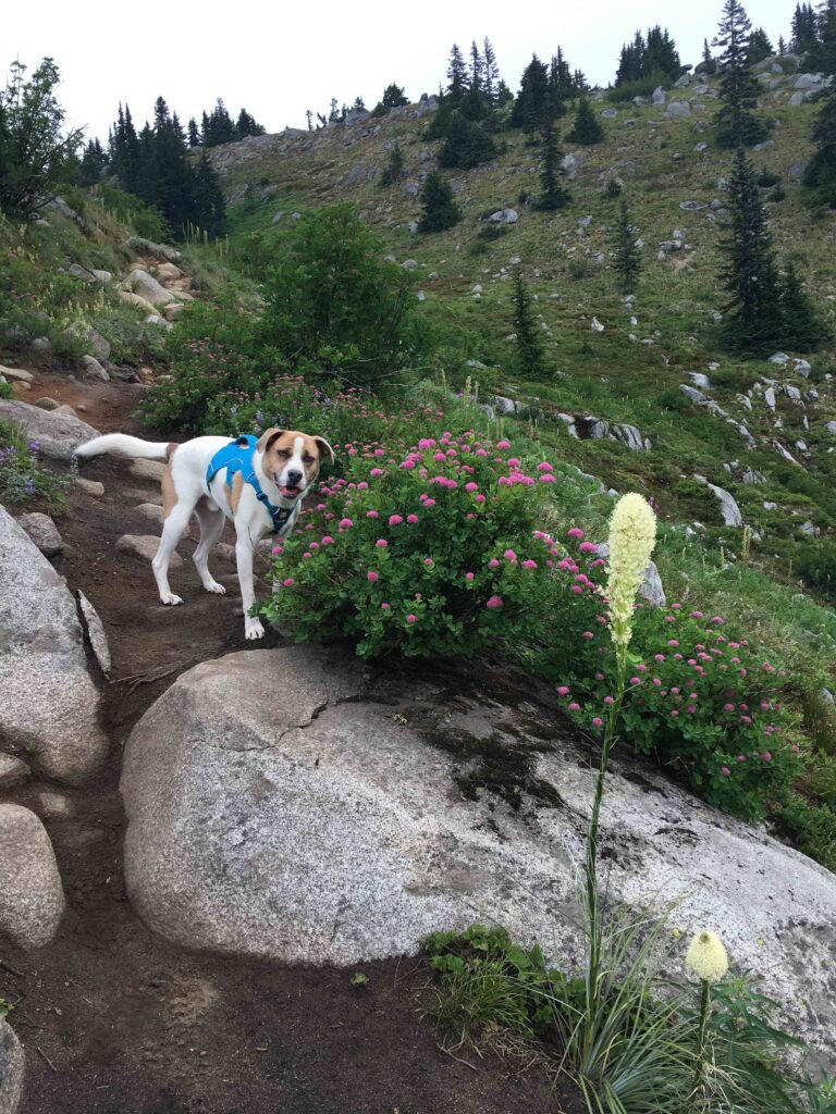 Ajax with beargrass and spiraea below the Granite Mountain lookout. He had wonderful recall and always stayed close by his person.