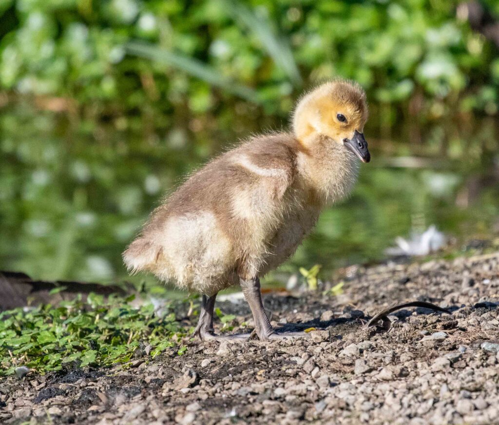 Like this gosling at Union Bay, I feel like I'm emerging, vulnerable and at the mercy of whatever comes next.