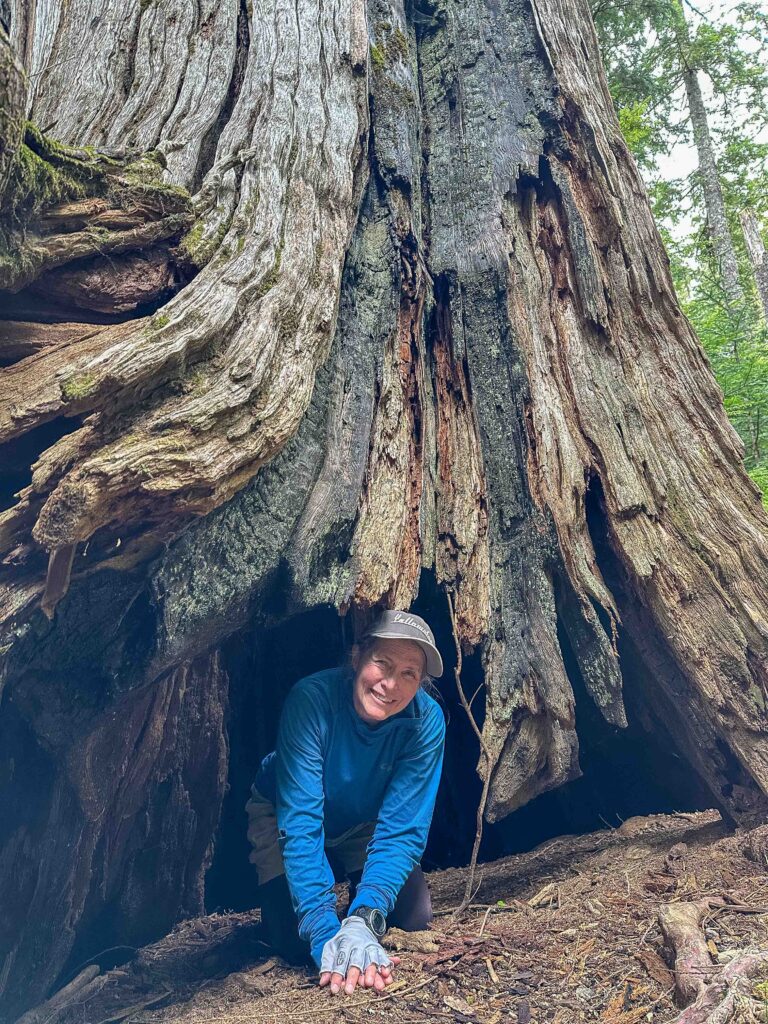 A tree Ajax would have loved - and I would have photographed him in - on the Greider Lakes trail.