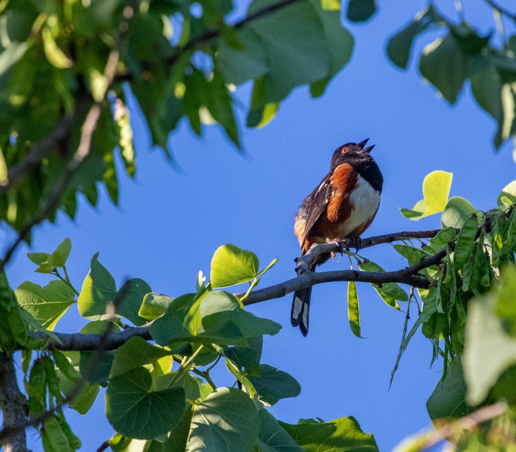 A singing spotted towhee, brilliant in the beautiful early morning sunlight.