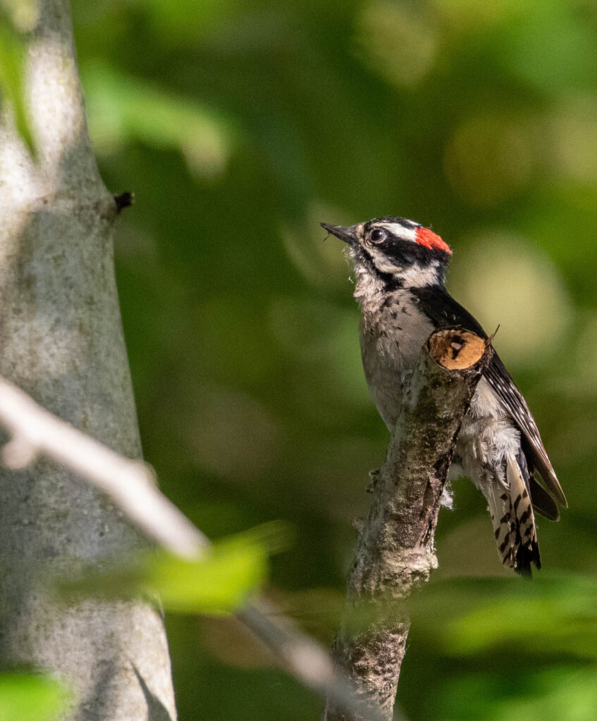 A downy woodpecker at Union Bay.