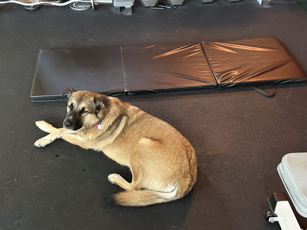 Princess M. with her relaxed legs-crossed posture. While I love dogs, I don't want another dog; I want Ajax. Pet sitting helped me get clarity around whether I was ready for a new pet. The answer? no.