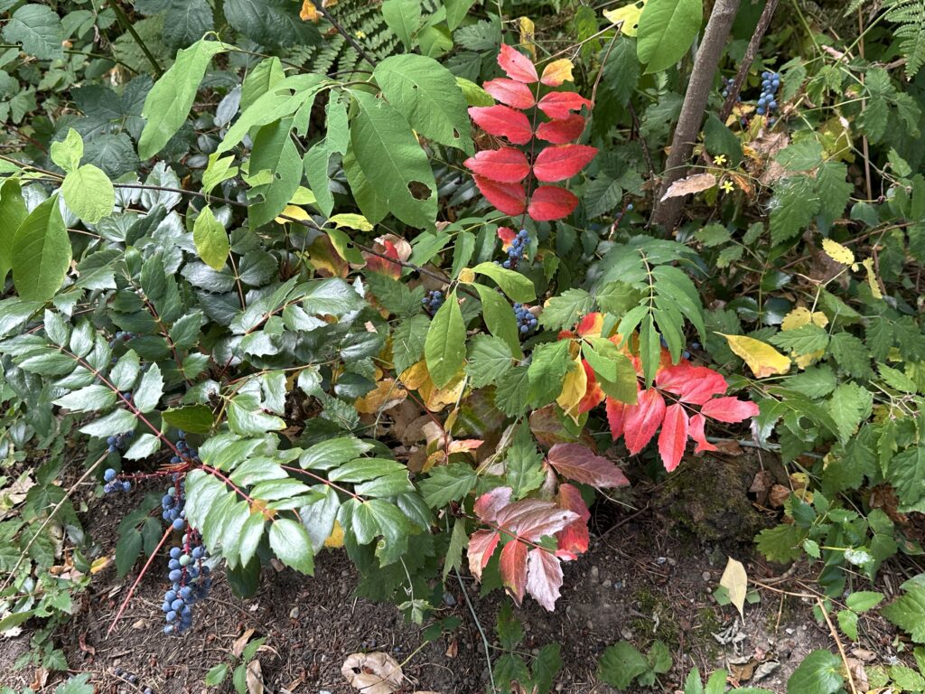 Changing seasons in South Woods Park. I choose to look for beauty, to remember Ajax as often as naturally comes up, and to keep taking one step forward, no matter how hard it feels.