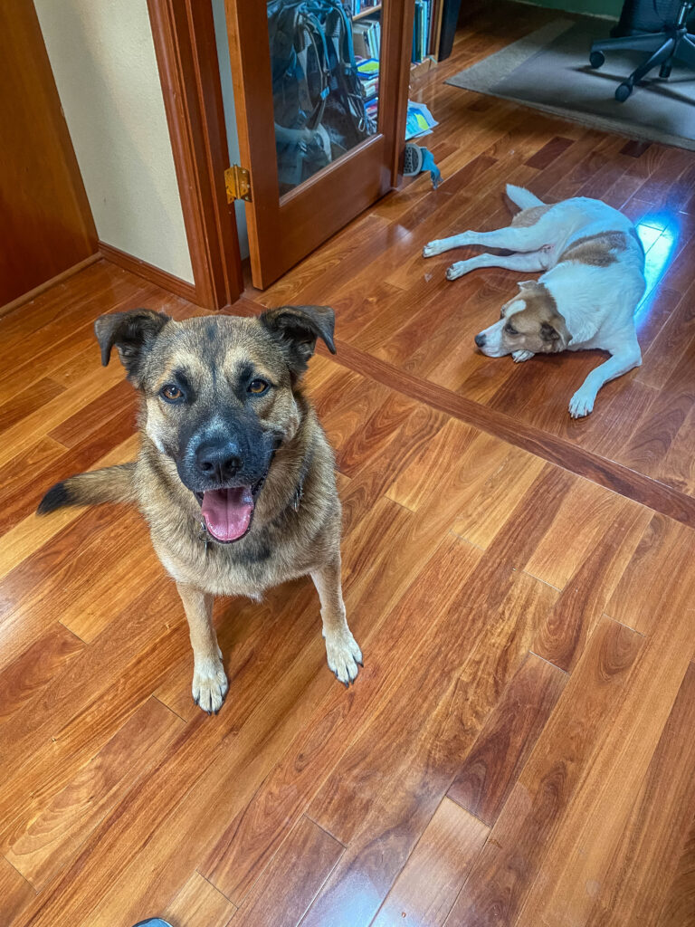 Best buddies Ajax and M. from a one-night visit in summer 2025