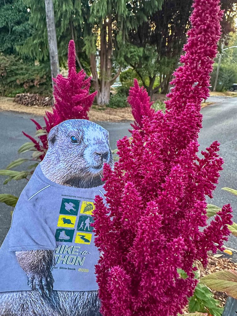 Miles Marmot loves himself a good portrait, especially by a tasty morcel.