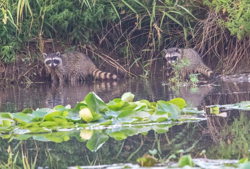 A pair of playful raccoons at Yesler Swamp during a rescheduled birding outing 8.13.26.