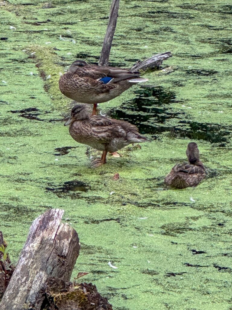 Mallards in algae-covered Grace Cole pond, on a 9.1 mile nature ramble linking 3 "routes" together for WTA #hikeathon 2026.