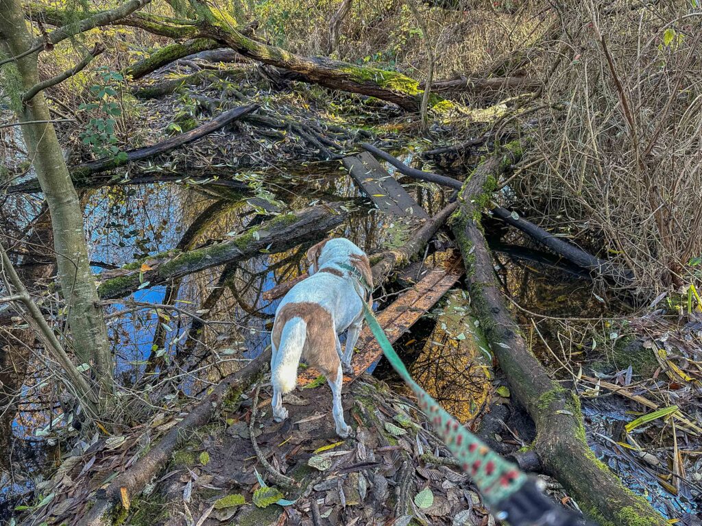 Thanksgiving hike at Twin Ponds, in the muddy middle: which way now?