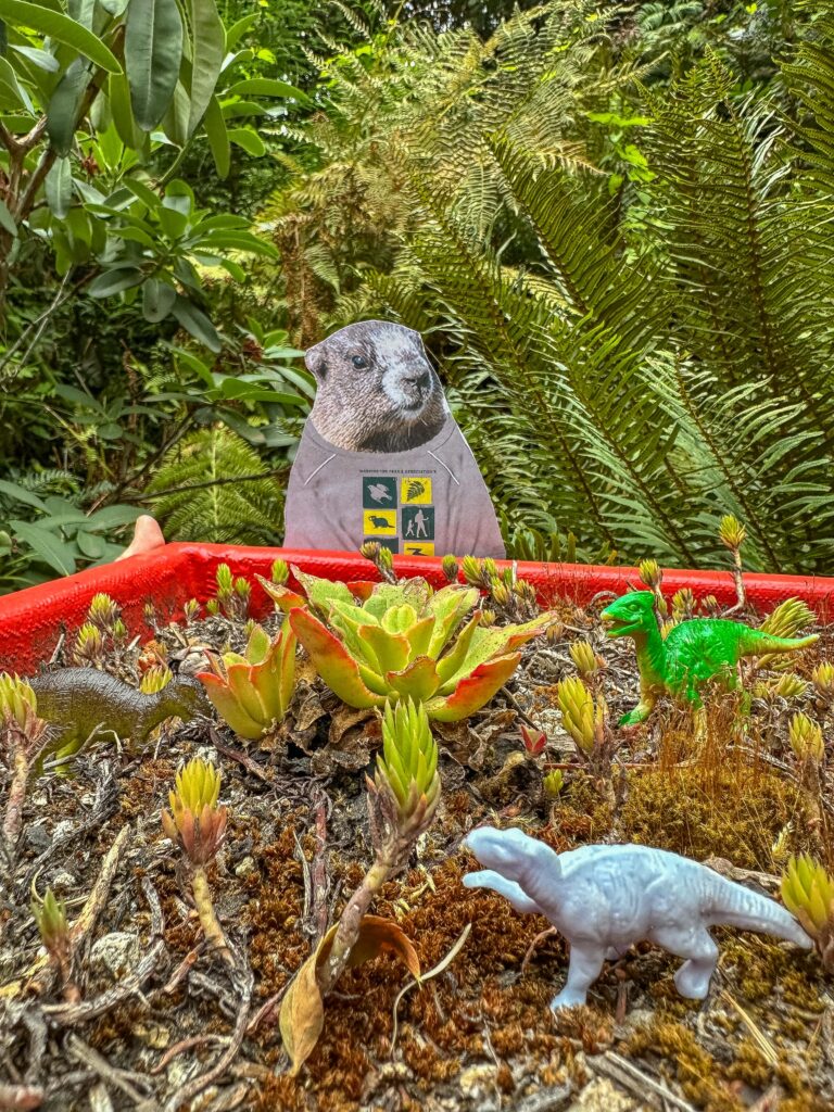 Miles Marmot peering over a succulent dinosaur display. In Flat Stanley tradition, #hikeathoners can take a cutout of Miles on our adventures and share with the world.