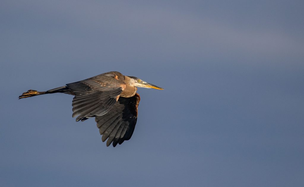 I sometimes feel prehistoric, like this great blue heron, but I yearn to fly free and soar at my full capacity.