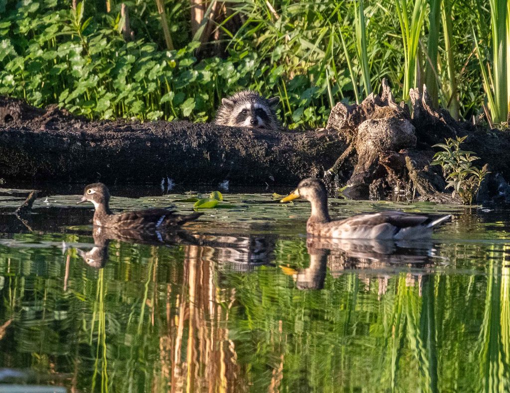 A raccoon peers over a log at a female wood duck (left) and mallard (right) on a recent Union Bay solo birding trip. A family of five caught my eye, much like the five titles in this blog.