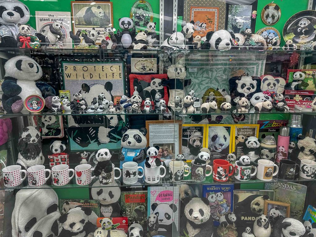 A collection of Pandas at the Washington State Fair.