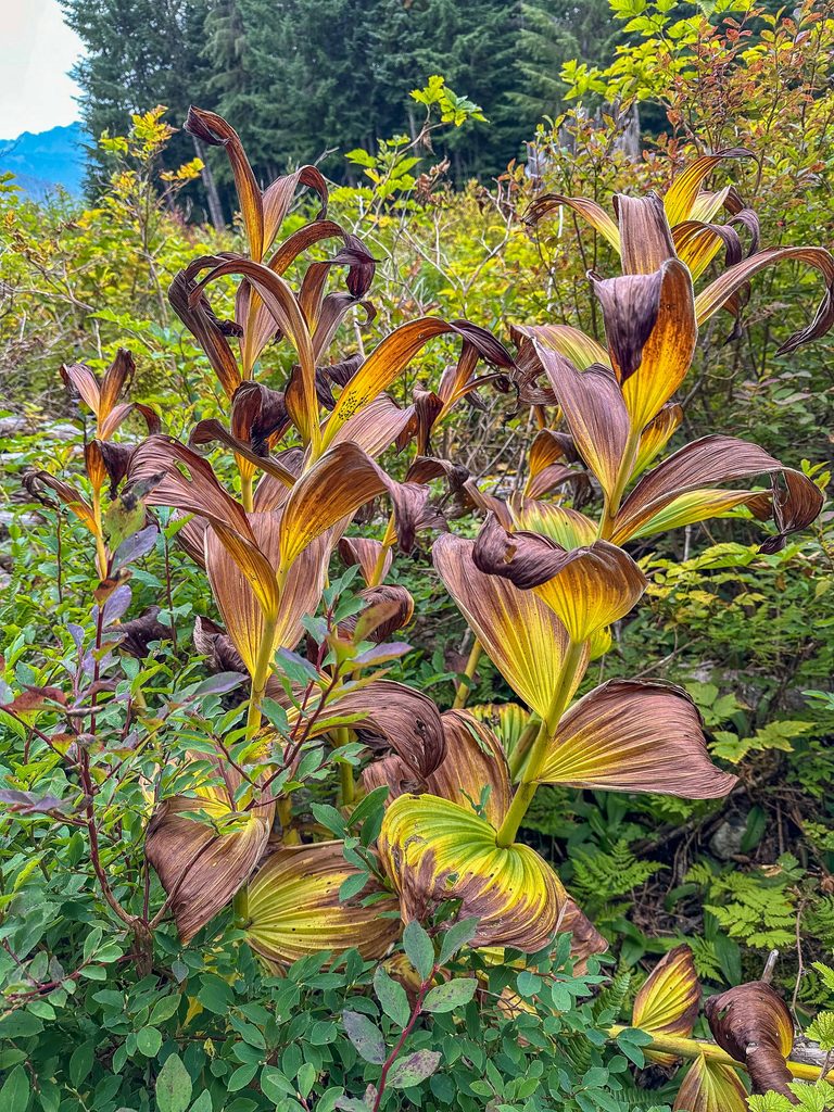 Without focusing on our inner game, we might get burned out like these husks along the PCT between Snoqualmie Pass and Mirror lake.