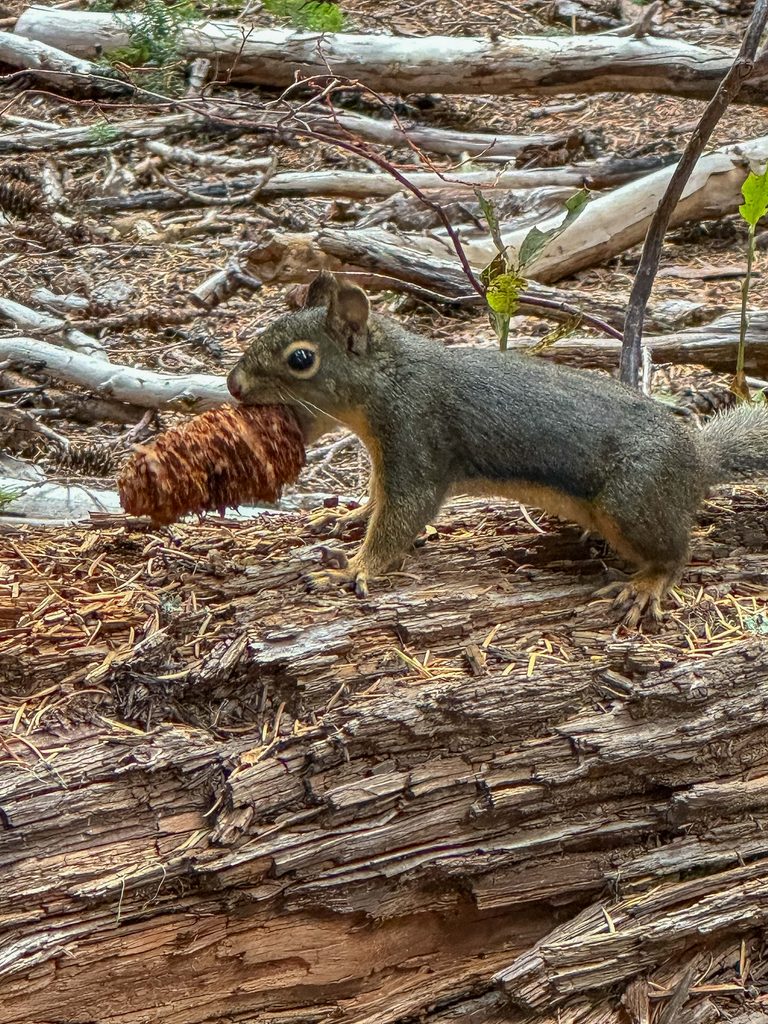 There is no true shortcut, just the hard work, as evident by this squirrel caching winter food stores.