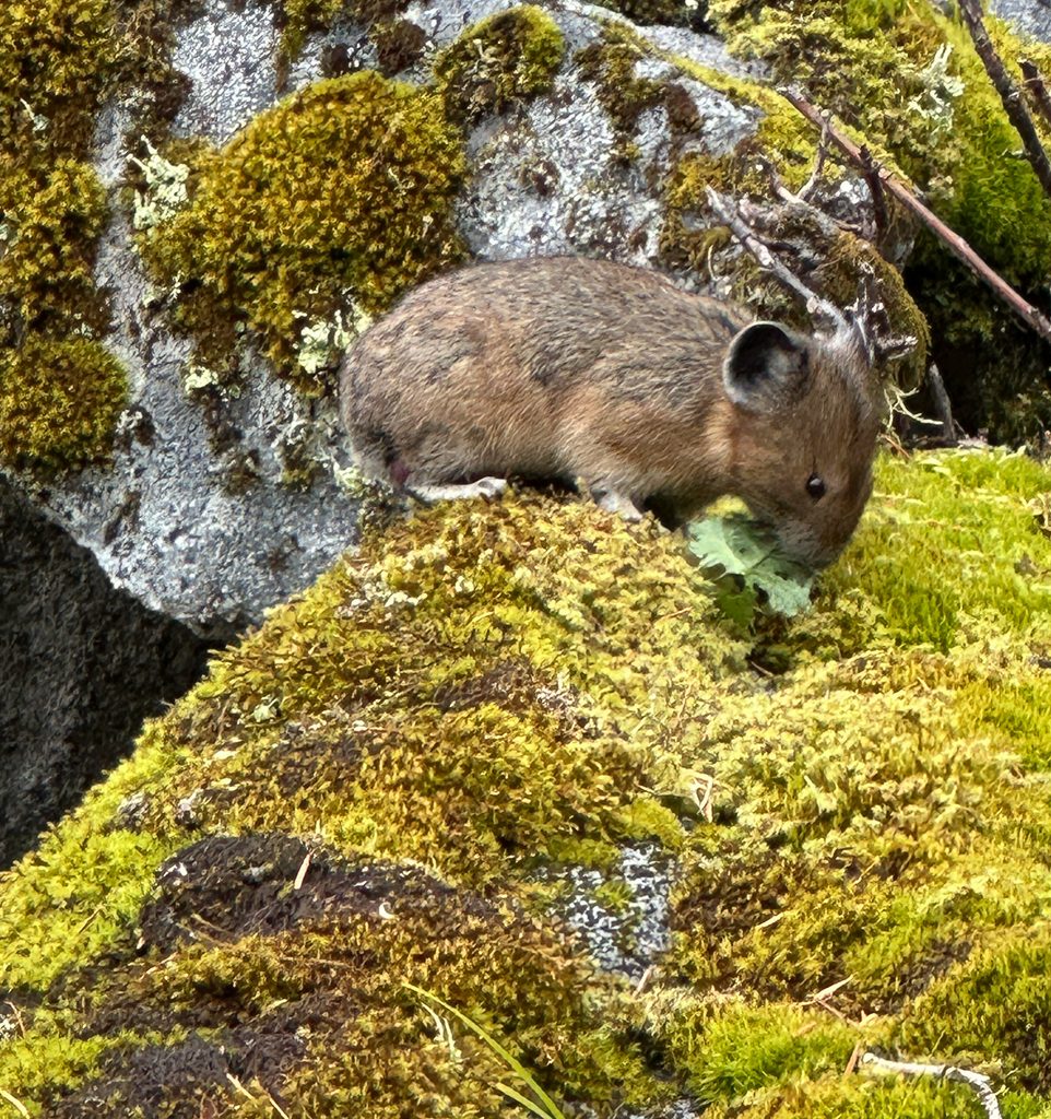 What we find when we let go. Wonder. Amazement. Beauty. A pika eating some salad in Pratt Lake Basin.